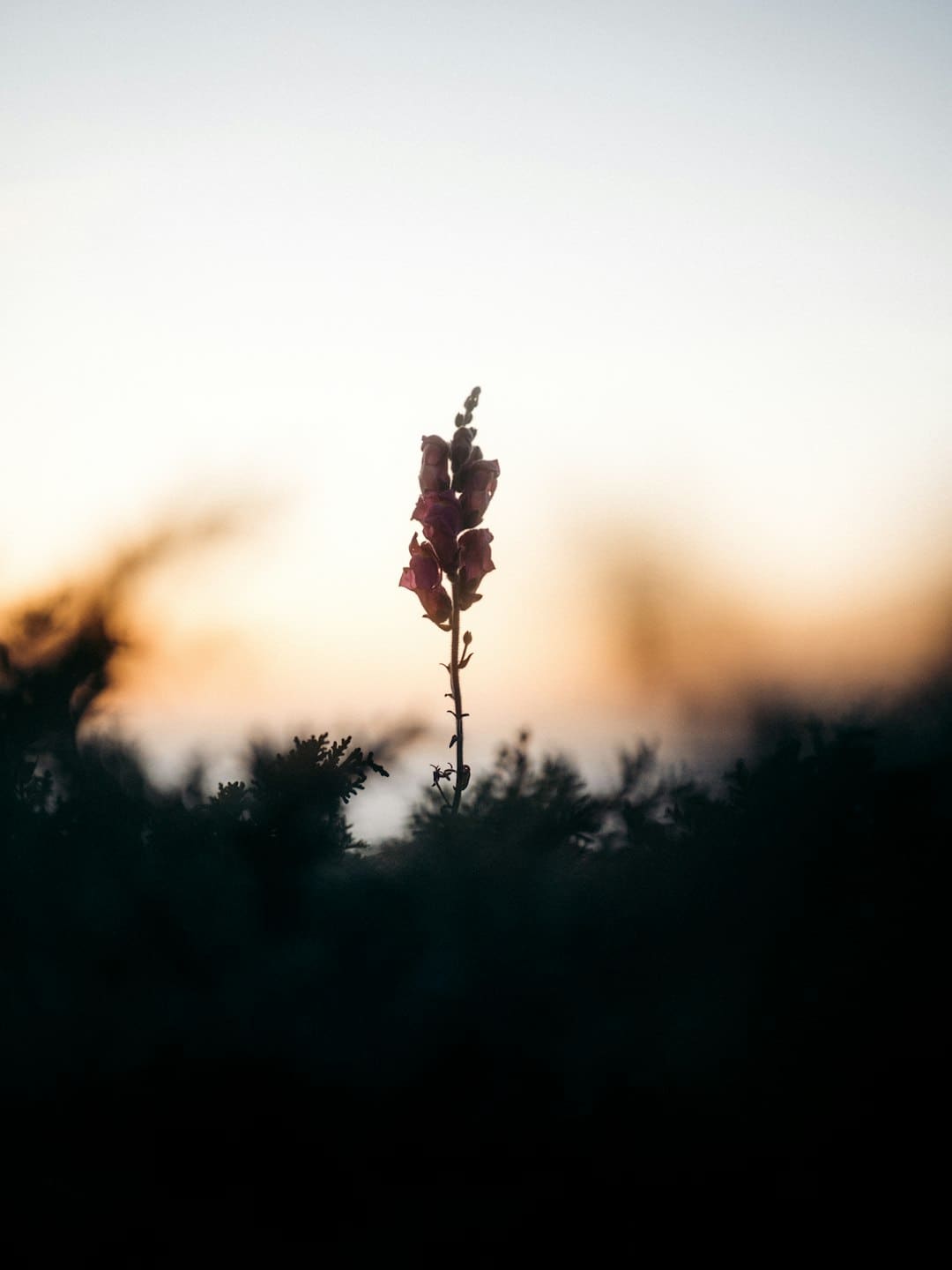 网上名媛是什么梗